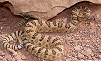 Western Rattlesnake (Crotalus oreganus) Arizona