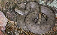 Twin-spotted Rattlesnake (Crotalus pricei) Arizona