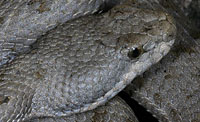 Twin-spotted Rattlesnake (Crotalus pricei) Arizona
