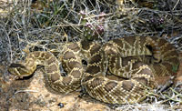 Mohave Rattlesnake (Crotalus scutulatus) Arizona
