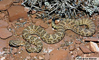 Hopi Rattlesnake. Prairie Rattlesnake (Crotalus viridis) Arizona