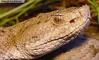 Ridge-nosed Rattlesnake (Crotalus willardi obscurus)