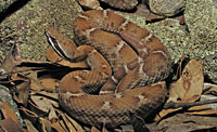 Ridge-nosed Rattlesnake (Crotalus willardi) Arizona