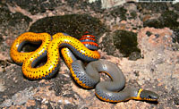 Ring-necked Snake (Diadophis punctatus) Arizona