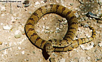 Chihuahuan Hook-nosed Snake (Gyalopion canum) Arizona