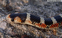 Thornscrub Hook-nosed Snake (Gyalopion quadrangulare) Arizona