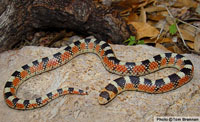 Thornscrub Hook-nosed Snake (Gyalopion quadrangulare) Arizona