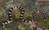 Thornscrub Hook-nosed Snake (Gyalopion quadrangulare), Arizona