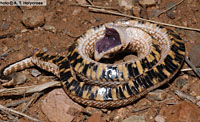 Heterodon kennerlyi (Mexican Hog-nosed Snake) Arizona