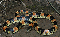 Long-nosed Snake (Rhinocheilus lecontei), Arizona
