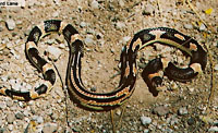 Long-nosed Snake (Rhinocheilus lecontei) Arizona