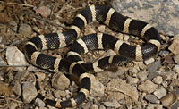 Long-nosed Snake (Rhinocheilus lecontei) Arizona