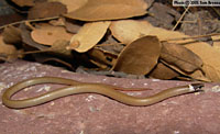 Chihuahuan Black-headed Snake (Tantilla wilcoxi) Arizona