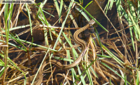  Terrestrial Gartersnake (Thamnophis elegans) Arizona