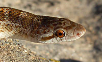 Glossy Snake (Arizona elegans) Arizona