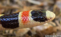 Sonoran Shovel-nosed Snake (Chionactis palarostris) Organ Pipe Shovel-noased Snake, Arizona