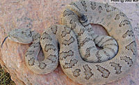 Western Rattlesnake (Crotalus oreganus) Arizona