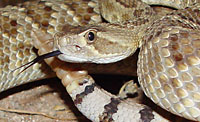 Mohave Rattlesnake (Crotalus scutulatus) Arizona