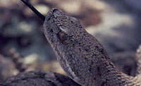 New Mexico Ridge-nosed Rattlesnake (Crotalus willardi obscurus) Arizona