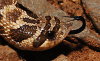 Heterodon kennerlyi (Mexican Hog-nosed Snake) Arizona