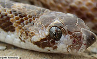 Spotted Leaf-nosed Snake (Phyllorhynchus decurtatus) Arizona