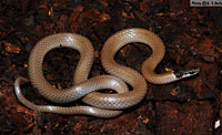 Yaqui Black-headed Snake (Tantilla yaquia) Arizona
