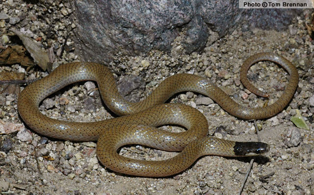 Yaqui Black-headed Snake (Tantilla yaquia) Arizona