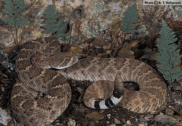 Western Diamond-backed Rattlesnake (Crotalus atrox) Arizona