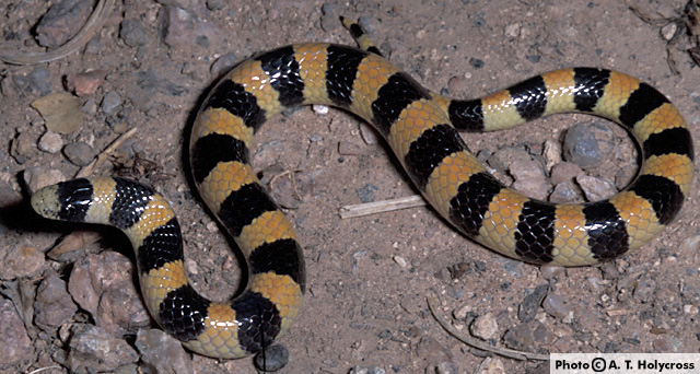 Variable Sandsnake (Chilomeniscus stramineus) Arizona