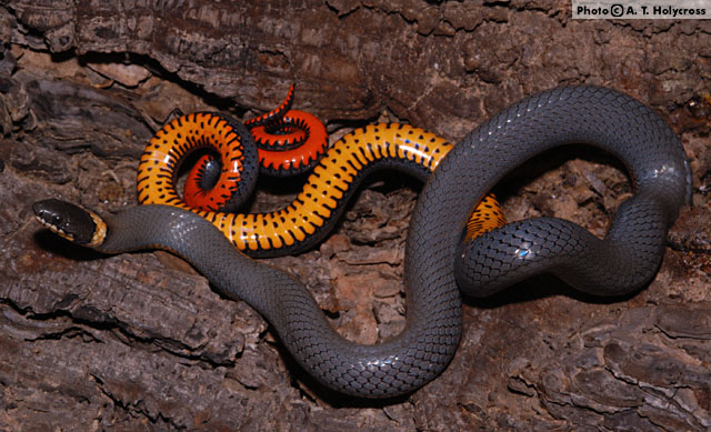 Ring-necked Snake (Diadophis punctatus) Arizona