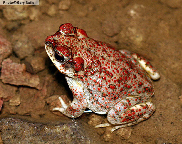 Red-spotted Toad (Anaxyrus punctatus) Arizona