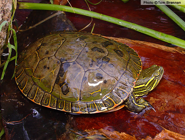 Painted Turtle (Chrysemys picta) Arizona