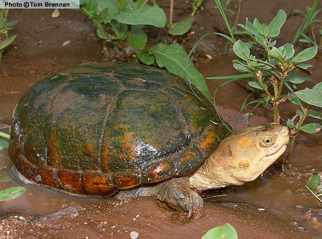 Arizona Mud Turtle (Kinosternon arizonense) Arizona
