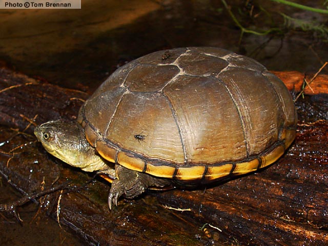 Yellow Mud Turtle (Kinosternon flavescens) Arizona