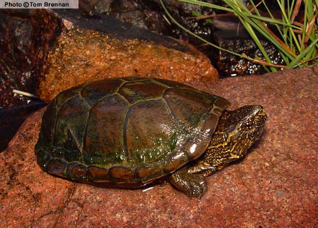 Sonora Mud Turtle (Kinosternon sonoriense) Arizona