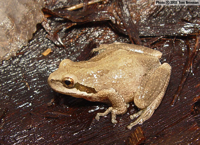 Baja California Treefrog (Pseudacris hypochondriaca) Arizona