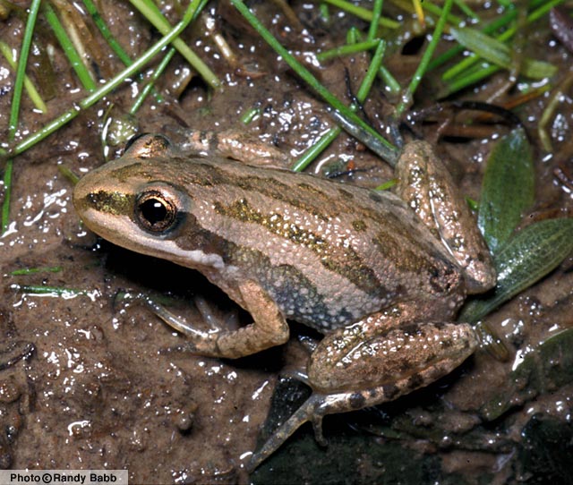 Western Chorus Frog (Pseudacris triseriata) Arizona