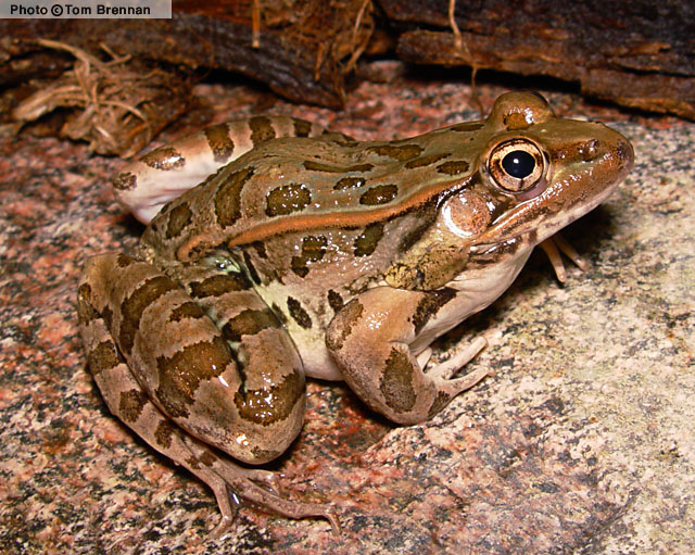 Rio Grande Leopard Frog (Lithobates berlandieri) Arizona
