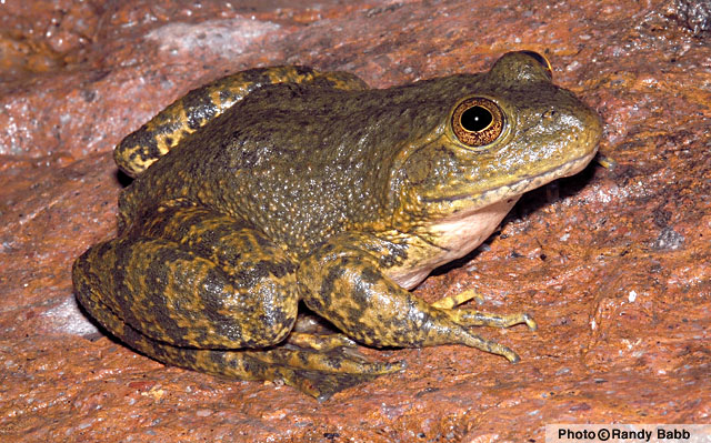 Tarahumara Frog (Lithobates tarahumarae) Arizona