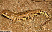 Barred Tiger Salamander (Ambystoma mavortium) Arizona