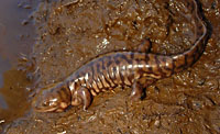 Sonoran Tiger Salamander (Ambystoma mavortium stebbinsi) Arizona