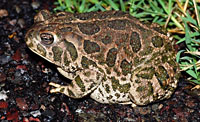 Great Plains Toad (Anaxyrus cognatus) Arizona