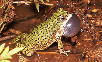 Green Toad (Anaxyrusdebilis) Arizona