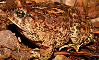 Arizona Toad (Anaxyrus microscaphus) Arizona