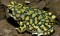 Sonoran Green Toad (Anaxyrus retiformis) Arizona