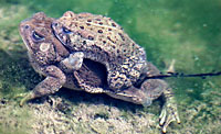 Woodhouse's Toad (Anaxyrus woodhousii) Arizona