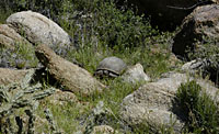 Sonoran Desert Tortoise (Gopherus morafkai) Arizona