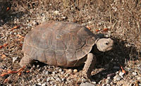 Sonoran Desert Tortoise (Gopherus morafkai) Arizona
