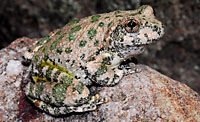 Canyon Treefrog (Hyla arenicolor) Arizona