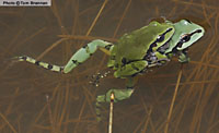 Arizona Treefrog (Hyla wrightorum) Arizona